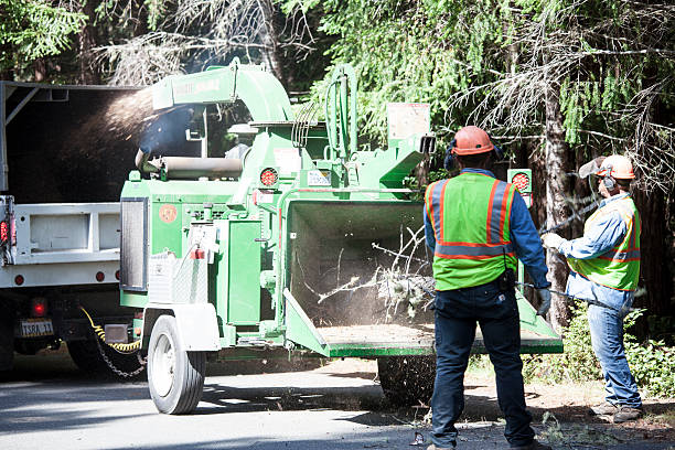 How Our Tree Care Process Works  in  Oakland, SC