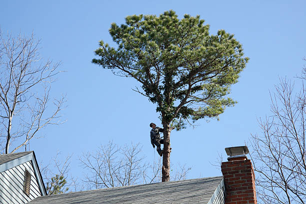 Oakland, SC Tree Care Company