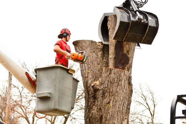 Best Arborist Consultation Services  in Oakland, SC